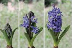 garden-cam