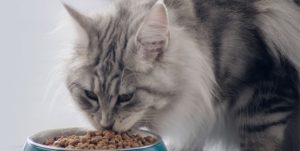 Sowohl Nass- als auch Trockenfutter eignet sich als alleiniges Futtermittel für Katzen.
