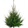 Weihnachtsbaum Rotfichte