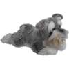 Smiki Schnauzer Terrier