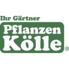 Pflanzen Kölle Rosmarin