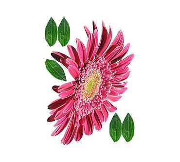 Produktbild Erfurt & Sohn Wandtattoos