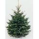 Weihnachtsbäume Test