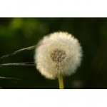 Makro mit Sony A 200