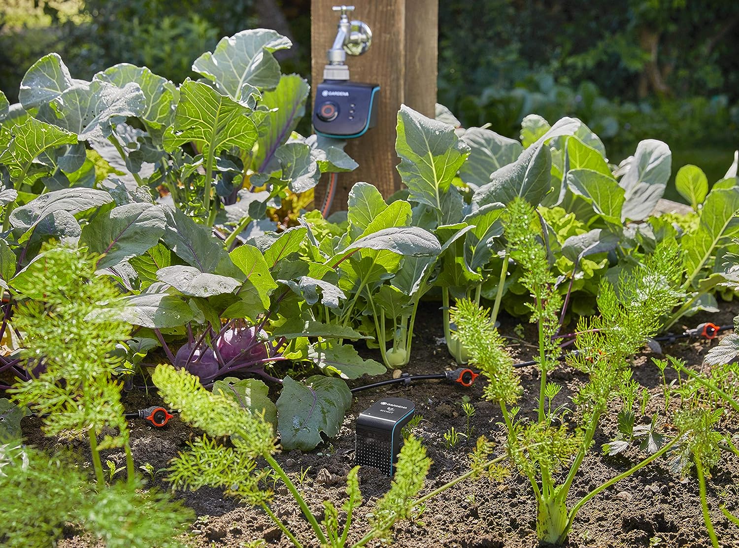 Smarte Gartenbewässerung mit Microdrip im Beet