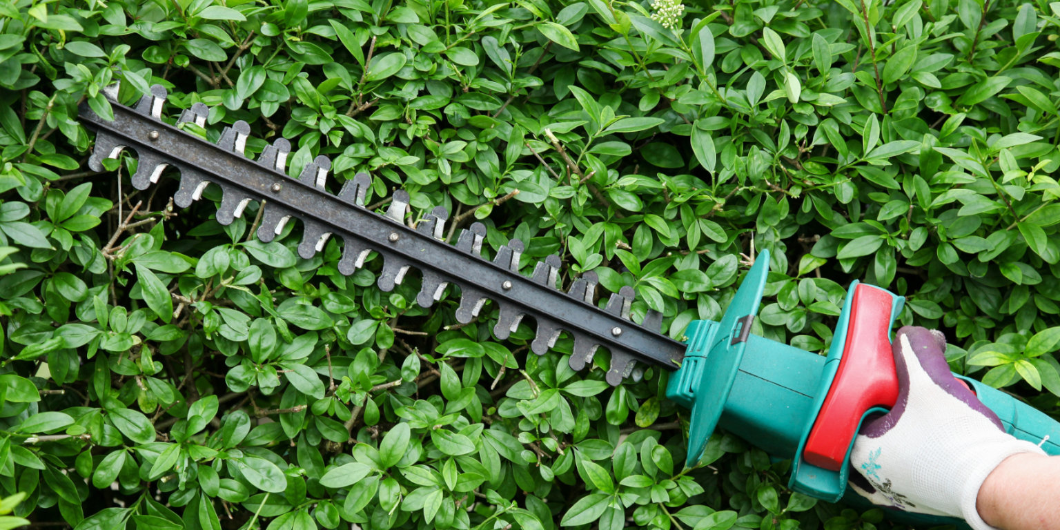 Elektro-Heckenschere im Einsatz