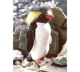 Felsenpinguin, klein (729208)