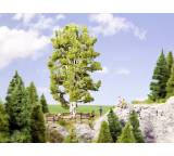 Doppelstämmige Birke, 19 cm hoch