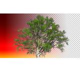 Multimedia-Software im Test: Primatte Keyer Pro 4.0 von Red Giant Software, Testberichte.de-Note: 1.6 Gut