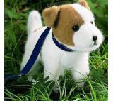 Jack-Russel-Terrier Rusty (stehend)