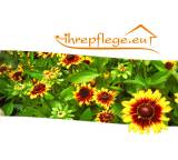 Pflegedienst-Vermittlung im Test: Agentur für Pflegepersonal von ihrepflege.eu, Testberichte.de-Note: ohne Endnote