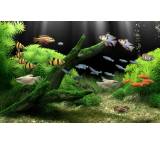 Dream Aquarium Screensaver 1.2