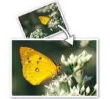 Bildbearbeitungsprogramm im Test: PhotoZoom Pro 3 von BenVista, Testberichte.de-Note: 2.1 Gut