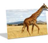 Bilderdienst im Test: Real 3D Print von Fujidirekt, Testberichte.de-Note: ohne Endnote