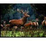 Bilderdienst im Test: Fotodruck auf Leinwand von klick.de, Testberichte.de-Note: 1.0 Sehr gut