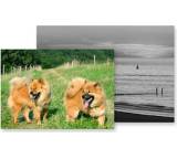 Bilderdienst im Test: Poster (DIN A2) von Printeria, Testberichte.de-Note: 3.3 Befriedigend