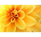 PROline Rossmann Künstlerleinwand (45 x 30 cm)