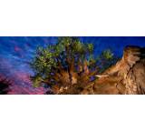 Animal Kingdom Theme Park