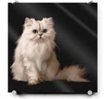 Bilderdienst im Test: Acrylglas (40 x 40 cm) von ifolor, Testberichte.de-Note: 1.7 Gut