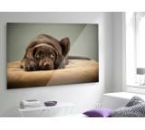 Bilderdienst im Test: Foto auf Acrylglas (45 x 30 cm) von CeWe, Testberichte.de-Note: 2.1 Gut