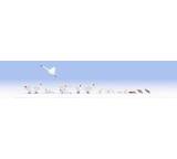 Modelleisenbahnen-Zubehör im Test: Figuren-Set Schwäne und Enten (15774) von NOCH, Testberichte.de-Note: 1.3 Sehr gut