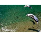 Kite im Test: Speed4 Lotus (2014) von Flysurfer, Testberichte.de-Note: ohne Endnote