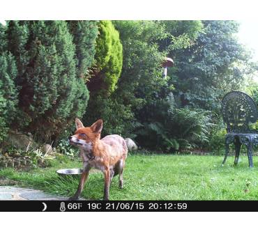 Produktbild Crenova 1080P HD Wildkamera