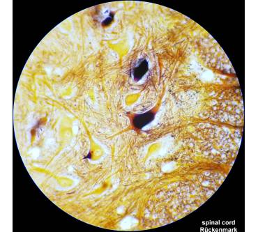 Produktbild Bresser Researcher Bino