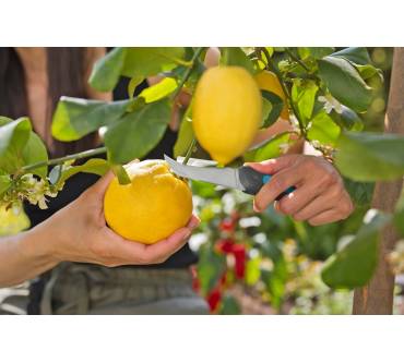 Produktbild Gardena VeggieCut