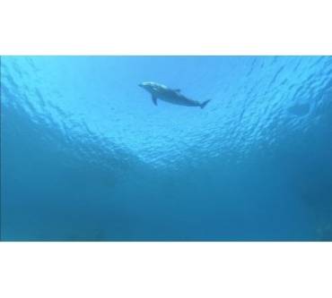 Produktbild Blu-ray Dolphins in the Deep Blue Ocean