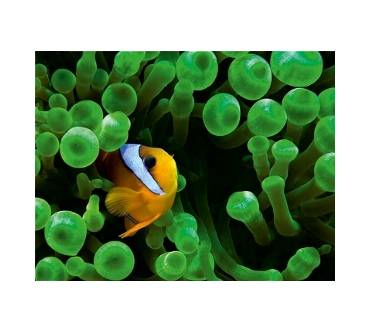 Produktbild Franzis Scuba Image