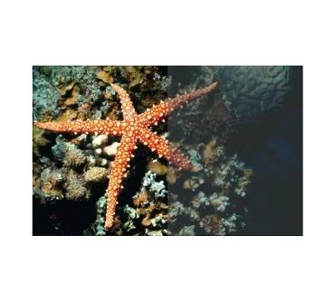 Produktbild Franzis Scuba Image