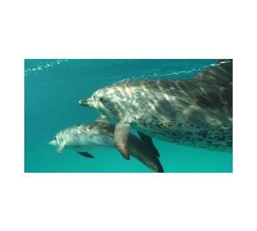 Produktbild Blu-ray Die Bucht - The Cove