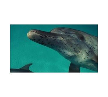 Produktbild Blu-ray Die Bucht - The Cove