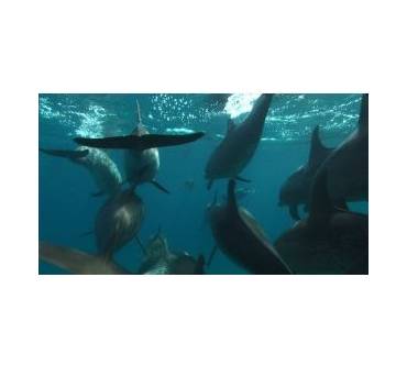Produktbild Blu-ray Die Bucht - The Cove