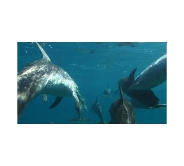 Produktbild Blu-ray Die Bucht - The Cove