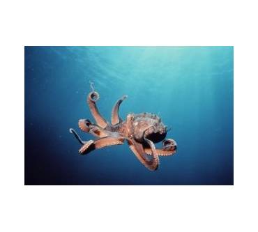 Produktbild 3D Blu-ray Deep Sea 3D