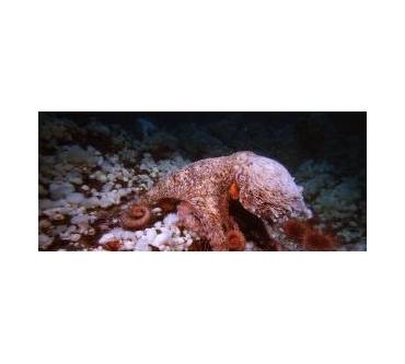 Produktbild 3D Blu-ray Deep Sea 3D