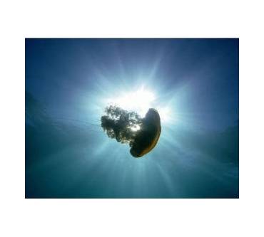 Produktbild 3D Blu-ray Deep Sea 3D