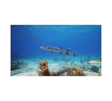 Produktbild 3D Blu-ray Deep Sea 3D