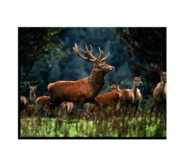 Produktbild klick.de Fotodruck auf Leinwand