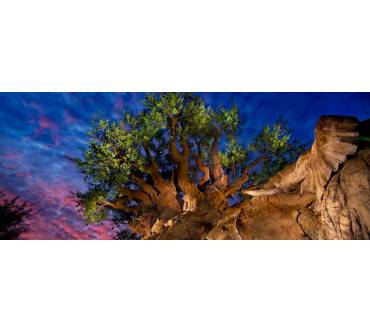Produktbild Disney World Florida Animal Kingdom Theme Park