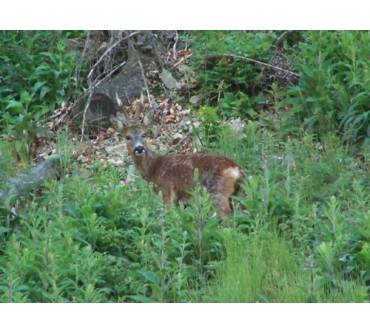 Produktbild Berger & Schröter Digitaler Foto Schuss