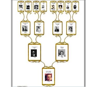 Produktbild USM - United Soft Media Der Stammbaum 7.0