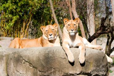 Zwei Tiger im Zoo. Bild: Zoo Leipzig