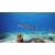 Produktbild 3D Blu-ray Deep Sea 3D